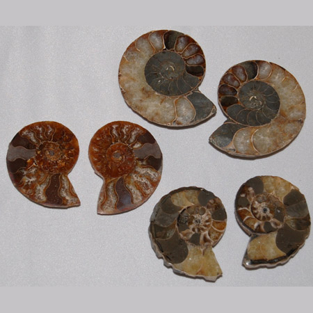 Image of ammonite polished pairs, 3-5cm