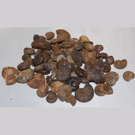 Image of rough ammonites