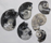 Image of Goniatites, polished all sides
