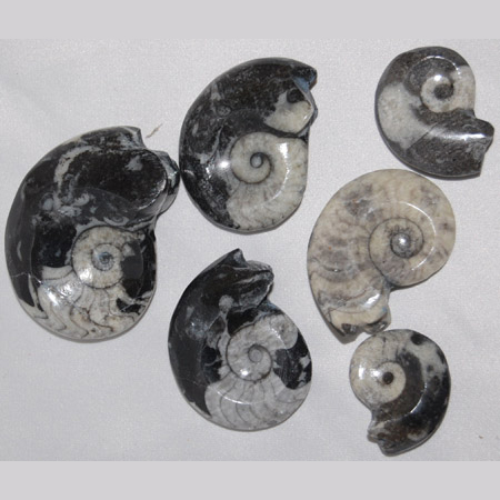 Image of polished ammonites, goniaties