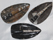 Image of orthoceras dishes