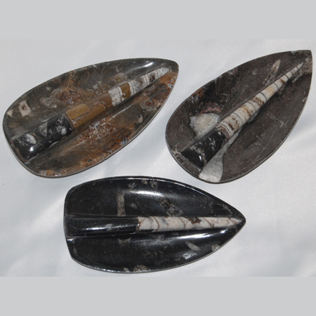 Image of orthoceras dish