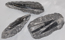 Image of orthoceras with rough matrix