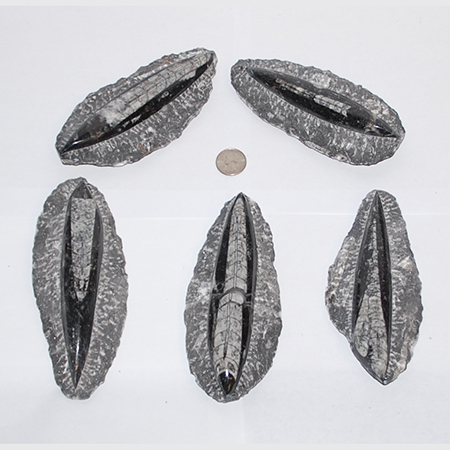Image of orthoceras in rough matrix