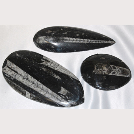 Image of orthoceras teardrops, 3-6"