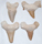 Image of shark teeth, medium