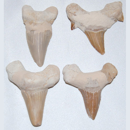 Image of shark teeth, medium