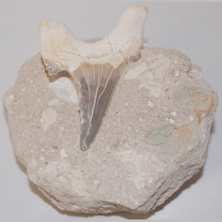 Image of shark tooth in matrix