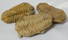 Image of Trilobites, Flexycalymene Rough Cut