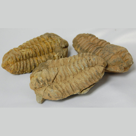 Image of trilobites, flexycalymene