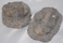 Image of Trilobites on Matrix, Large