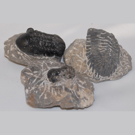 Image of trilobites on matrix, small, polished