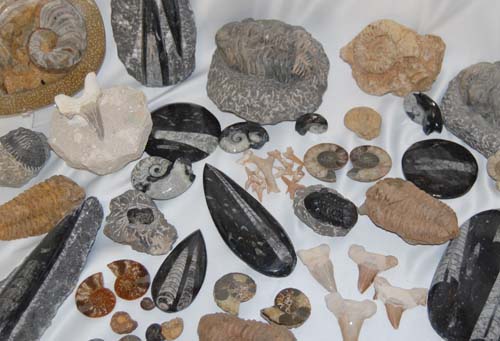 Image of fossils at the rock warehouse